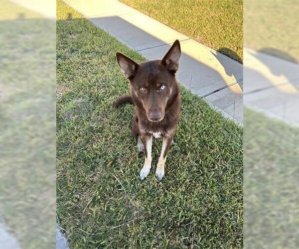 Medium Photo #1 Siberian Husky-Unknown Mix Puppy For Sale in Houston, TX, USA