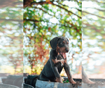 Puppy Lavender Catahoula Leopard Dog