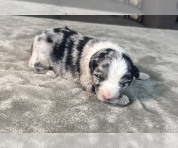 Medium Photo #1 Australian Shepherd Puppy For Sale in SALISBURY, NC, USA