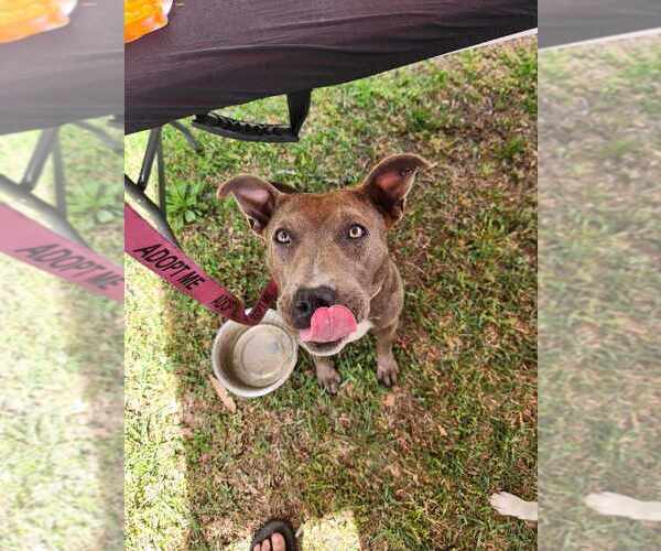 Medium Photo #1 Mutt Puppy For Sale in garner, NC, USA