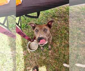 Medium Mutt