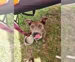 Small Mutt