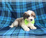 Small #4 Cavapoo