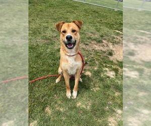 Black Mouth Cur-Unknown Mix Dogs for adoption in Louisville, KY, USA