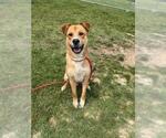 Small Black Mouth Cur Mix