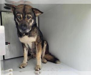 German Shepherd Dog-Huskies Mix Dogs for adoption in Houston, TX, USA