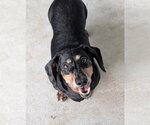 Small #3 Dachshund Mix