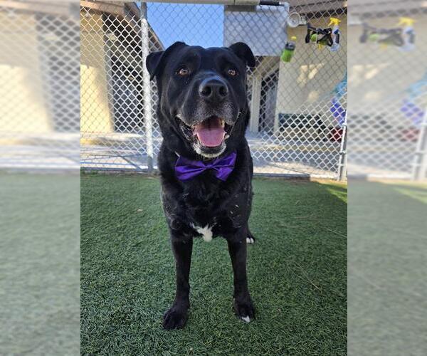 Medium Photo #2 Labrador Retriever Puppy For Sale in Downey, CA, USA
