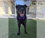 Small #1 Labrador Retriever
