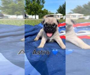 Pug Puppy for Sale in FORT WAYNE, Indiana USA