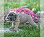 Nala - Female Cane Corso Puppy for Sale - Photo #4