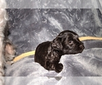 Small Photo #10 Schnauzer (Miniature)-Schnauzer (Standard) Mix Puppy For Sale in ALAMOSA, CO, USA