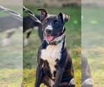 Small #2 Labrador Retriever Mix