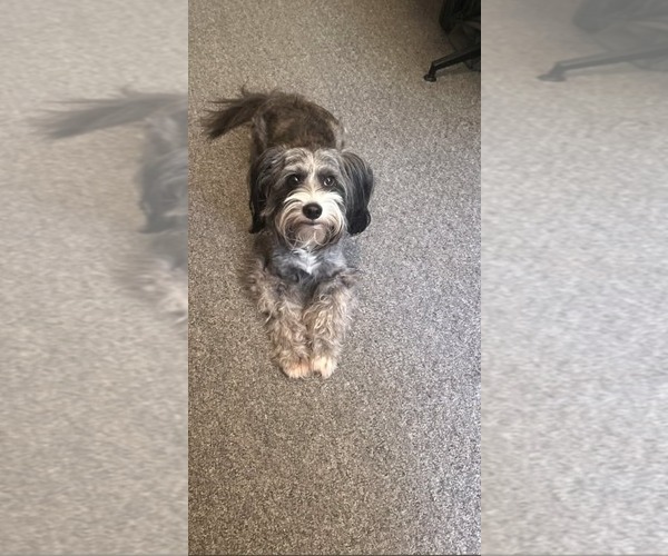 Medium Photo #1 Tibetan Terrier-Unknown Mix Puppy For Sale in Stover, MO, USA