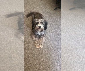 Tibetan Terrier-Unknown Mix Dogs for adoption in Stover, MO, USA