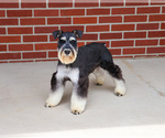 Image preview for Ad Listing. Nickname: Jasper