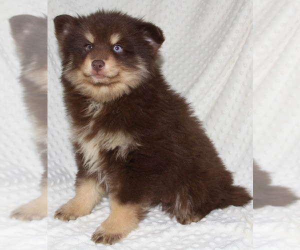 Medium Photo #12 Pomsky Puppy For Sale in DENTON, TX, USA