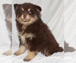 Small Photo #12 Pomsky Puppy For Sale in DENTON, TX, USA