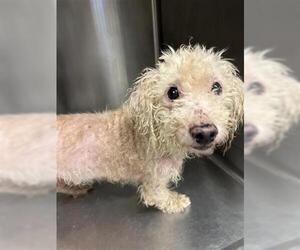 - Mix Dogs for adoption in Houston, TX, USA
