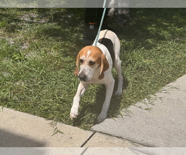 Medium Photo #4 Beagle Puppy For Sale in Sanford, FL, USA