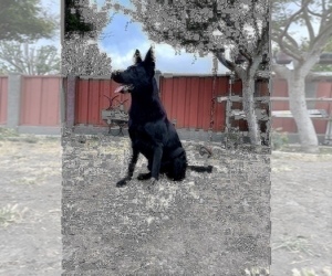 German Shepherd Dog Puppy for sale in HAYWARD, CA, USA