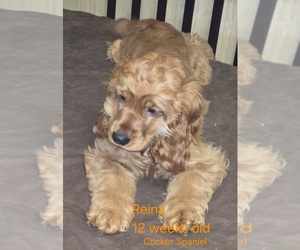 English Cocker Spaniel Puppy for sale in HOLYOKE, MA, USA