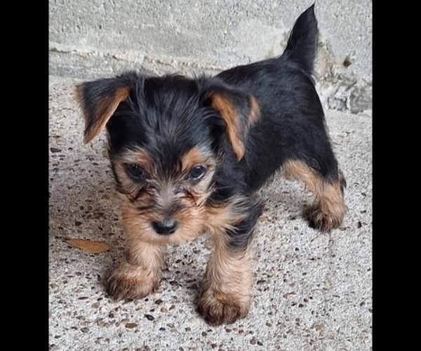 Medium Photo #2 Yorkshire Terrier Puppy For Sale in HOUSTON, TX, USA