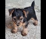 Small #1 Yorkshire Terrier