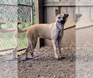 Ivy - Female Mutt Dog for Adoption - Photo #3