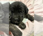 Small Australian Shepherd-German Shepherd Dog Mix