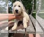 Small Photo #1 Goldendoodle Puppy For Sale in OCONTO, WI, USA