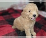 Small #20 Goldendoodle