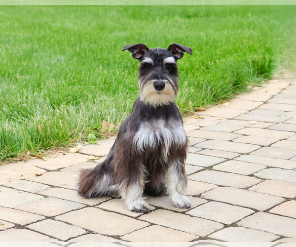 Medium Photo #3 Schnauzer (Miniature) Puppy For Sale in SYRACUSE, IN, USA
