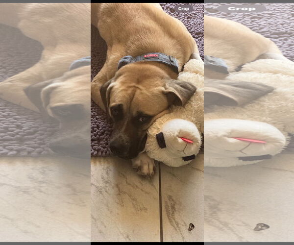 Medium Photo #2 Boxer-Unknown Mix Puppy For Sale in Miami, FL, USA