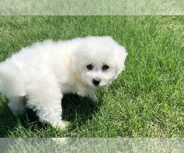 Medium Photo #14 Bichon Frise Puppy For Sale in PELZER, SC, USA
