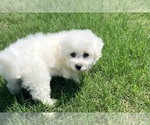 Small #13 Bichon Frise