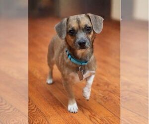 Chiweenie Dogs for adoption in Oakhurst, NJ, USA