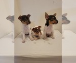 Small #3 Rat Terrier