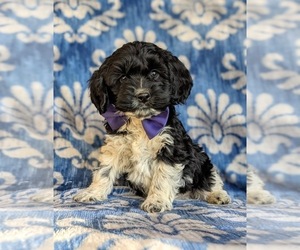 Cocker Spaniel-Poodle (Miniature) Mix Puppy for sale in NOTTINGHAM, PA, USA