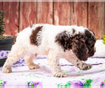 Small Photo #12 Cocker Spaniel Puppy For Sale in WAKARUSA, IN, USA