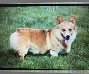 Mother of the Pembroke Welsh Corgi puppies born on 05/07/2021