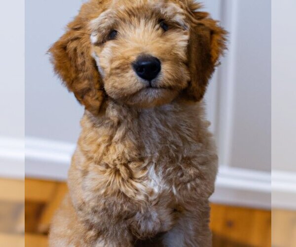 Medium Photo #1 French Bulldog-Goldendoodle Mix Puppy For Sale in CHICAGO, IL, USA