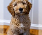 Small Photo #1 French Bulldog-Goldendoodle Mix Puppy For Sale in CHICAGO, IL, USA