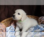 Puppy Pontiac English Cream Golden Retriever