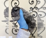 Small Photo #7 French Bulldog Puppy For Sale in ELK GROVE, CA, USA