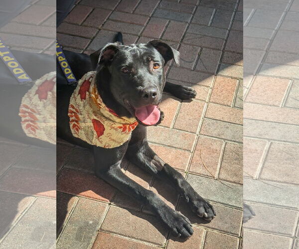 Medium Photo #4 Labrador Retriever-Unknown Mix Puppy For Sale in San Diego, CA, USA