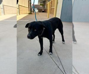 Staffordshire Bull Terrier-Unknown Mix Dogs for adoption in HESPERIA, CA, USA