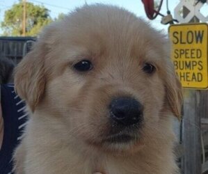 German Shepherd Dog-Golden Retriever Mix Puppy for sale in MODESTO, CA, USA
