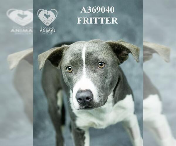 Medium Photo #2 Mutt Puppy For Sale in Stockton, CA, USA