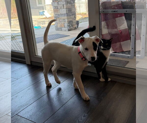 Medium Photo #2 Mutt Puppy For Sale in Germantown, OH, USA